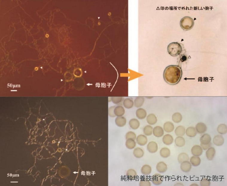 アーバスキュラー菌根菌の純粋培養に成功