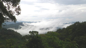 ルワンダ国ユングの森